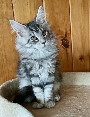 Bella 985