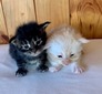 Kittens