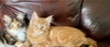 Double Cats July 2021