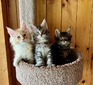 Three Kittens