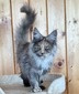 Darcy(225)