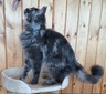 Pippa From Manetamerscattery (Pepper)